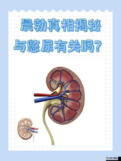 晨勃可以直接做吗：探究晨勃的生理现象和影响