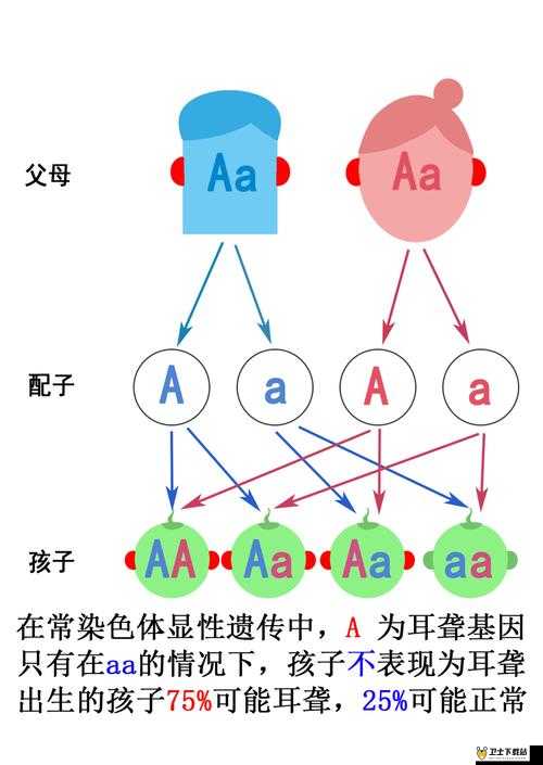 欧洲人与亚洲人的 DNA 对比：揭示遗传差异与潜在关联