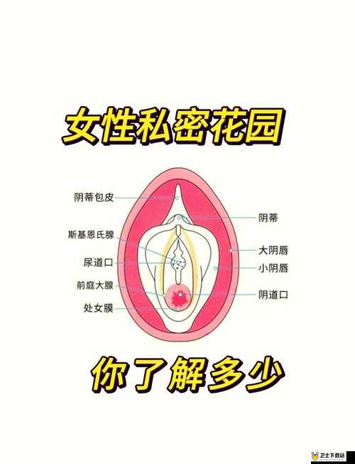 乱婬OV 又粗又大：探索性爱的奥秘